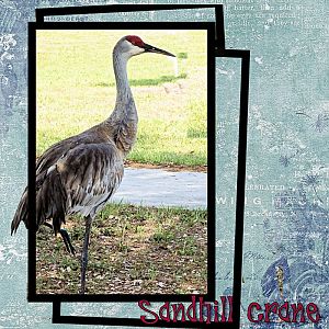 Sandhill Crane, Punta Gorda Florida