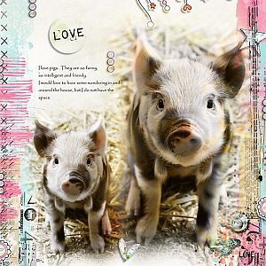 Piggy Love