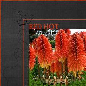 Red Hot Pokers