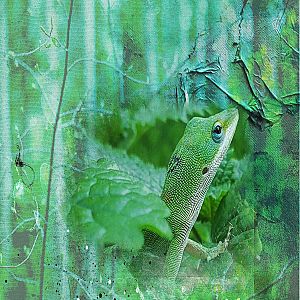 AnnaColor Challenge: Green Anole