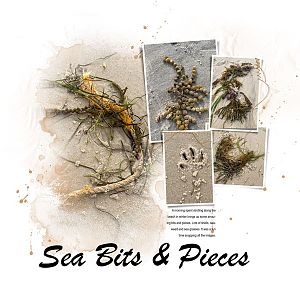 Sea Bits and Pieces
