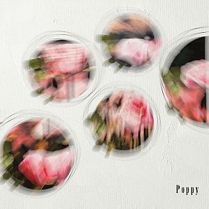 Anna Lift - Poppy (abstract)
