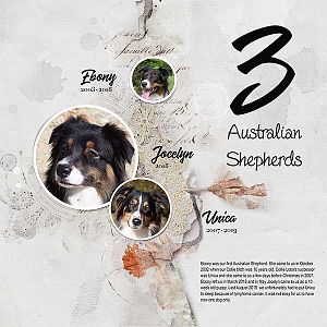 3 Australian Shepherds