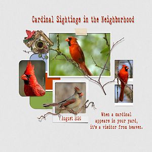 Cardinal Sightings