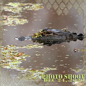 Aligator-photo-shoot
