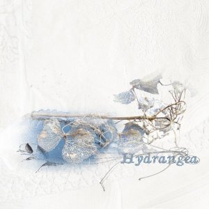 hydrangea.jpg Anna color