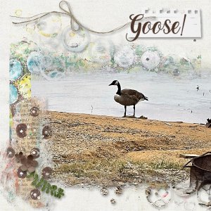 Goose-001.jpg