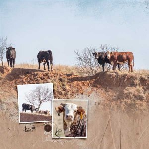 Cattle-On-A-Hill