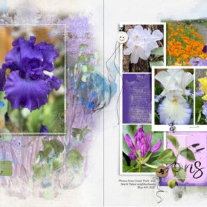 AnnaColor 5-7 Artsale Meadow Collection Irises
