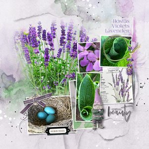 Hostas, Violets, Lavender and Robin Eggs