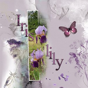 Iris Lily