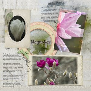 Magnolias, Art in Nature