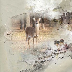The-Fawn