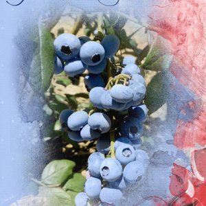 Blueberries-AnnaColor-card
