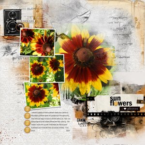 Sunflowers-in-Color