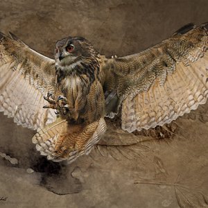 Owl-Texture