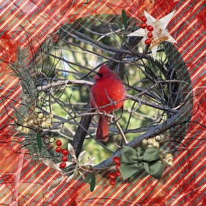 Holiday Cardinal