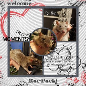 Welcome to the Rat-Pack!