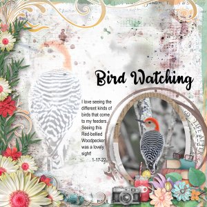 Bird Watching