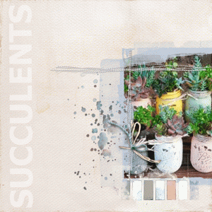 Succulents/CHALL 3