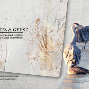 Challenge #5: Cranes & Geese