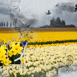 Daffodils Everywhere