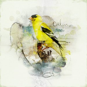 Calm | Bird Collection III.