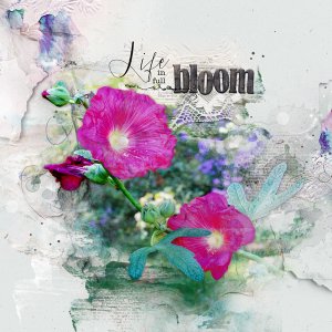 Life-In-Bloom_Sashay