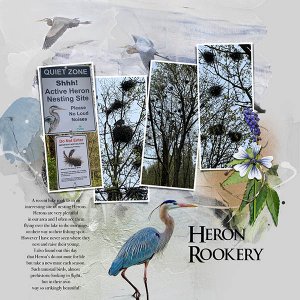 Heron Rookery