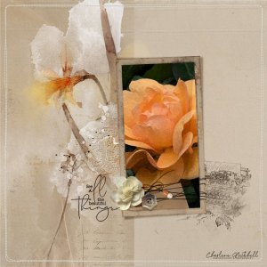 aA ArtPlay Narcissus - Rose