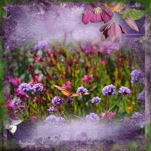 Butterfly on Purple Flowers--Spring!