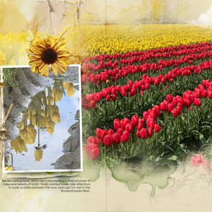 SALE - ArtPlay Palette Sol Collection Tulip Reflections