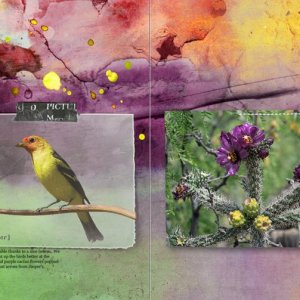 Challenge #5: Western Tanager