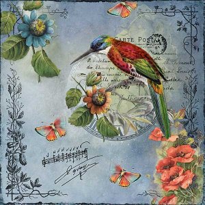Carte Postal Hummingbird