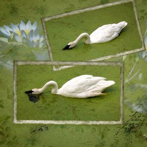 Swans a Swimming _Challenge-7-Big-Photo
