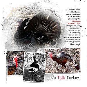 talking-turkey.jpg