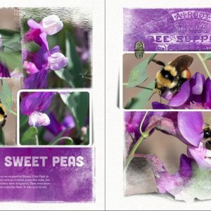 Challenge #4 Bees and Sweet Peas
