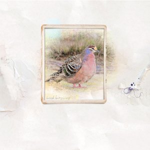 bronzewing-pigeon-copyweb.jpg