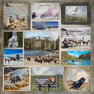 Yellowstone Collage