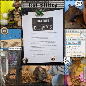 Rat Sitting