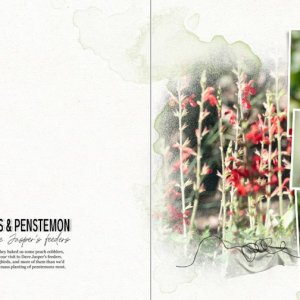Hummingbirds & Penstemon