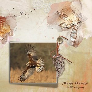 Marsh Harrier.jpg