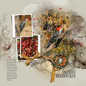 Pileated Woodpecker - Frolic