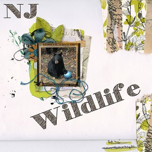 NJ Wildlife