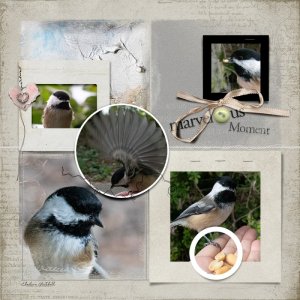 Marvelous Moments with Chickadees