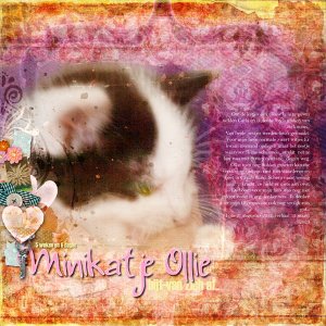 Mini Cat Ollie