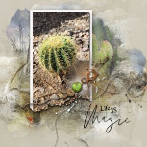 Arizona-cactus-2023-sm.jpg