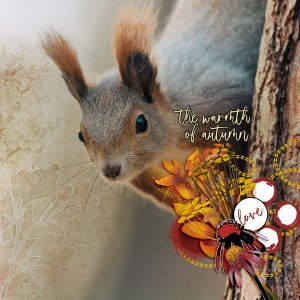 Autumn Squirrel