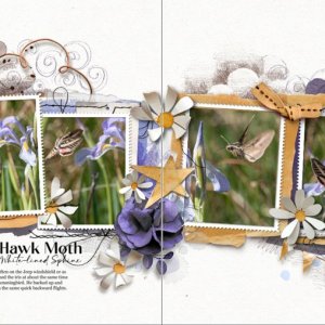 Challenge #1: Hawk Moth (White-lined Sphinx)