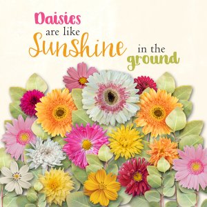 Daisies-are-like-Sunshine